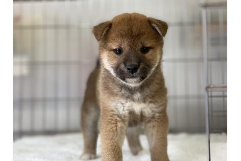 成約済の岡山県の柴犬-136199の2枚目